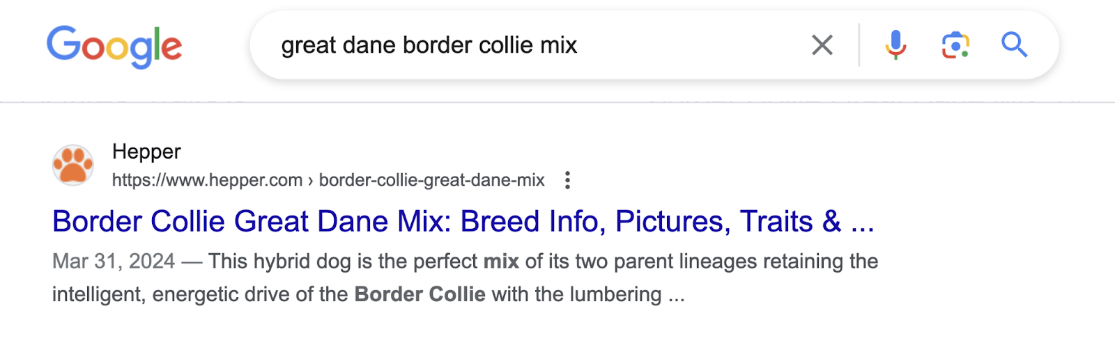 This page ranks highly in organic search results for the keyword "great dane border collie mix"